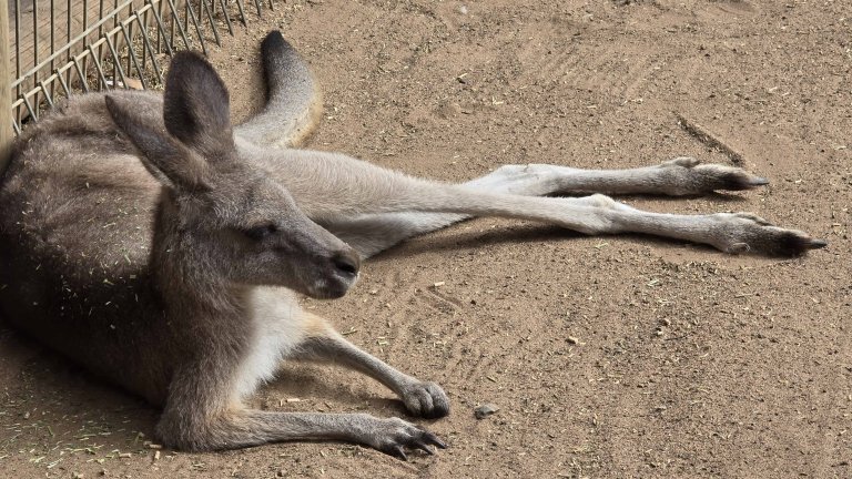 澳洲悉尼之旅：隨心而行