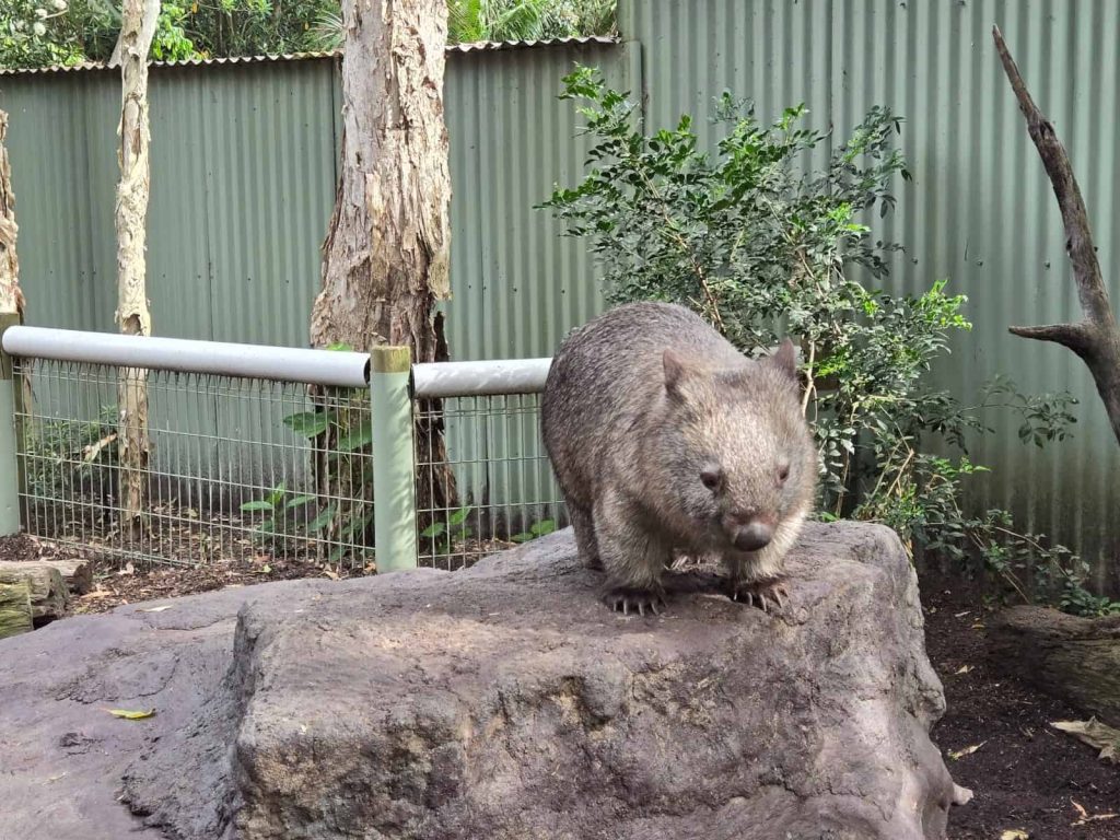澳洲悉尼之旅：隨心而行