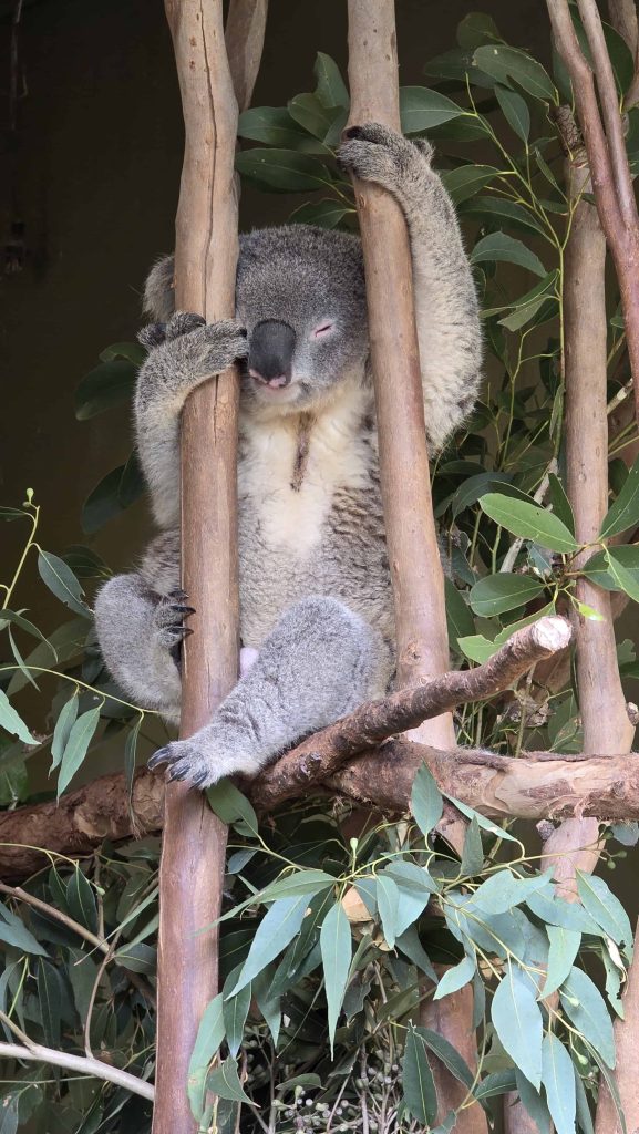 澳洲悉尼之旅：隨心而行