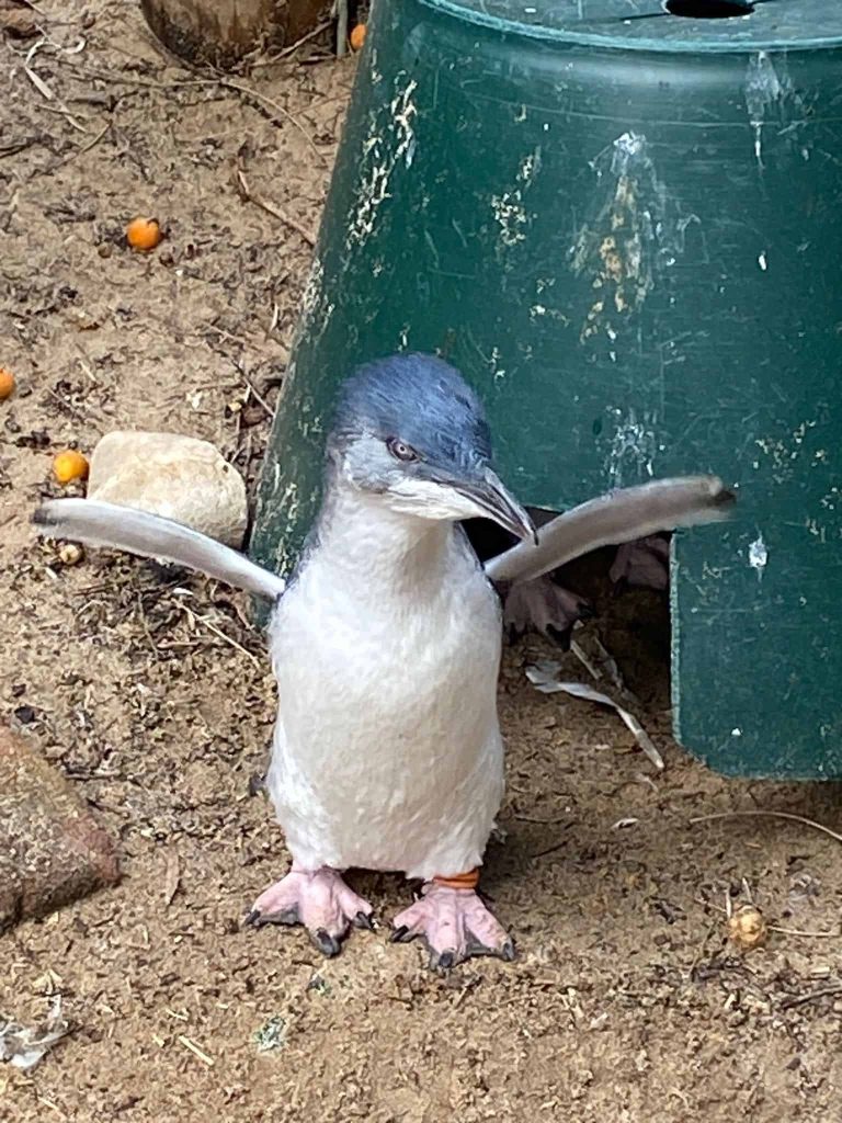 澳洲悉尼之旅：隨心而行